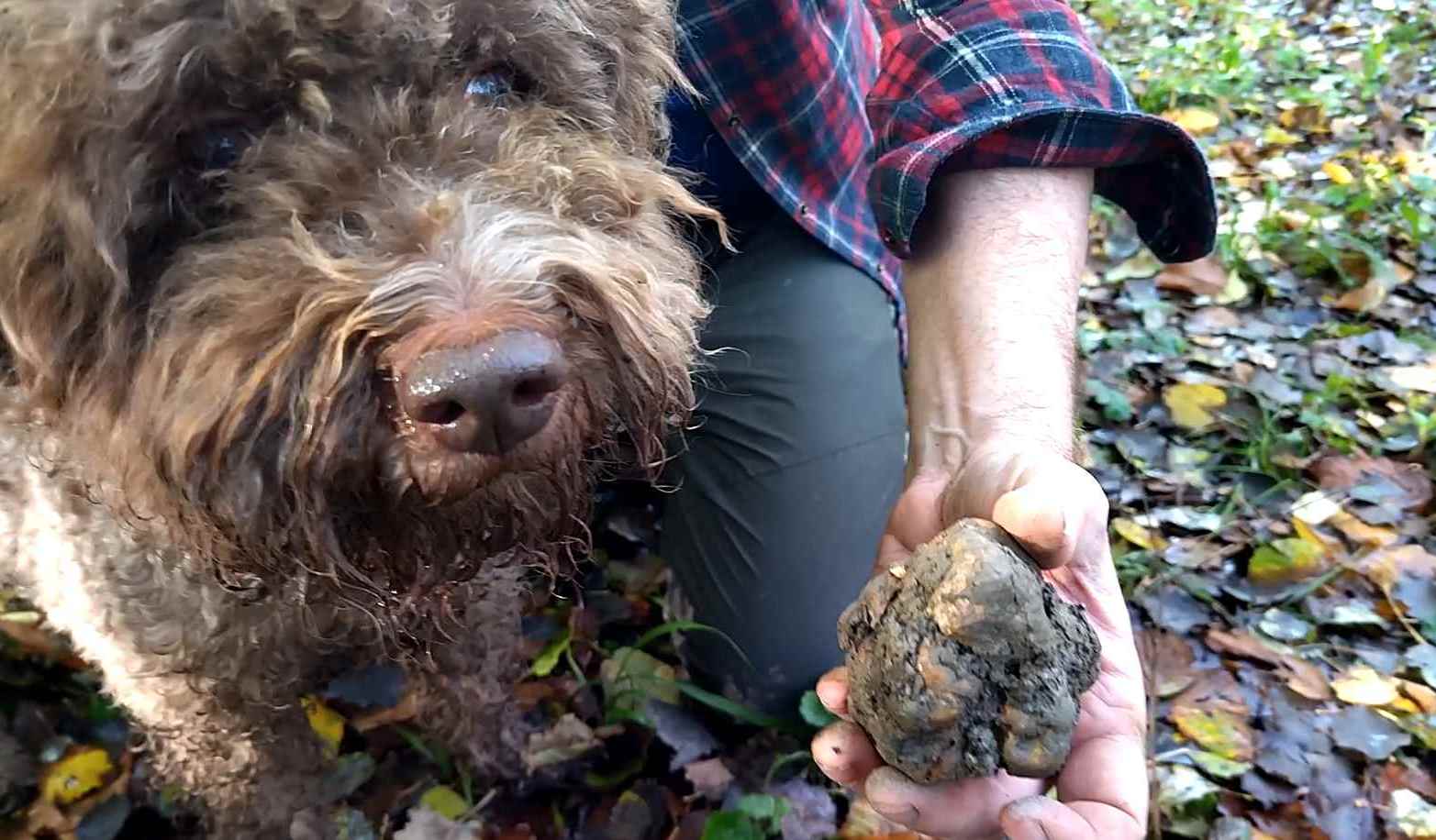 Archie con tartufo