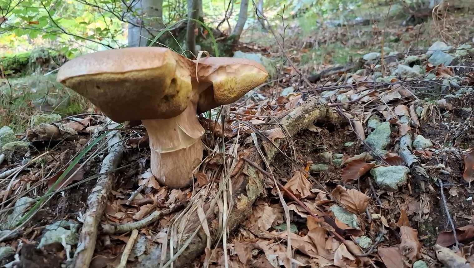 Bottino di giornata