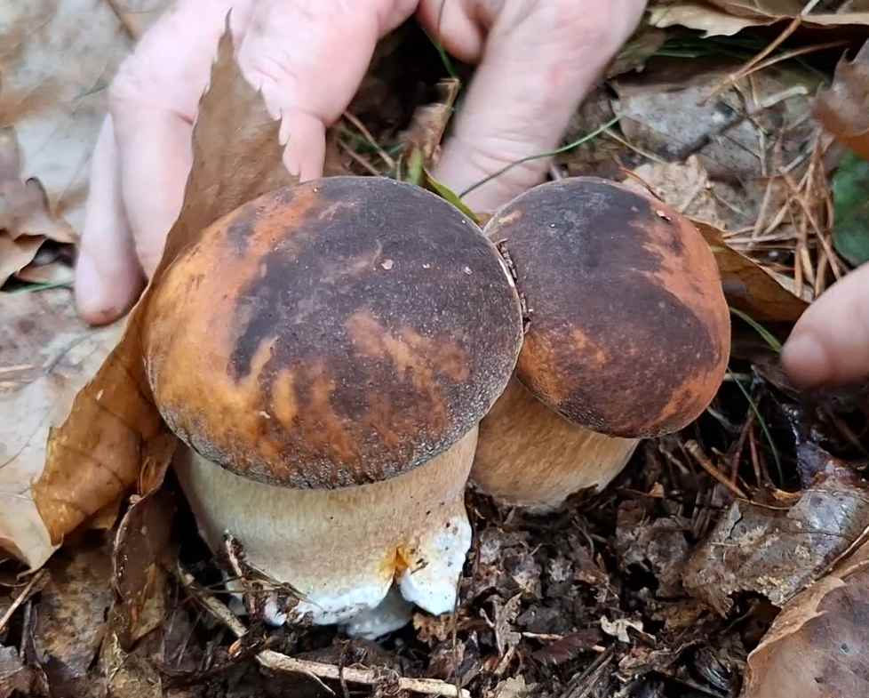 Tartufo nero